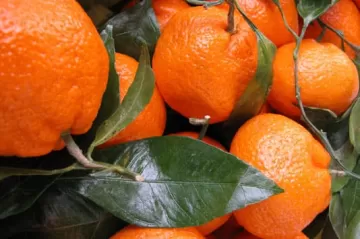 5 декабрьских фруктов при гастрите – можно или нельзя?