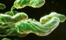 Учёные объяснили, как Helicobacter pylori  вызывает рак желудка