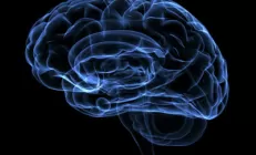 Голодание приносит пользу мозгу