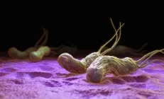 Учёные: Helicobacter pylori подавляет микрофлору кишечника
