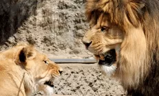 Как семейные скандалы могут повредить ваш кишечник