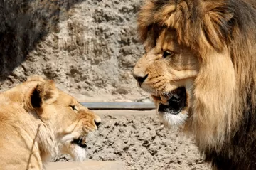 Как семейные скандалы могут повредить ваш кишечник