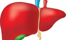 Чем покормить «жирную печень»?