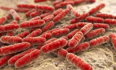 Все пробиотики полезны для кишечника. На самом деле нет