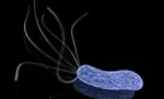 Исследование: Helicobacter pylori вызывает не только рак желудка, но и рак кишечника