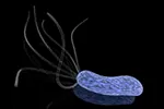 Исследование: Helicobacter pylori вызывает не только рак желудка, но и рак кишечника