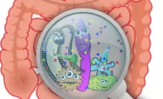 Кишечная микрофлора восстанавливается после антибиотиков только спустя полгода и не полностью