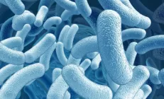 Здоровое питание способствует благоприятному состоянию микрофлоры кишечника