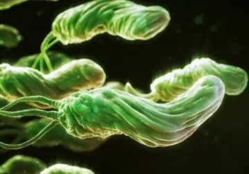 Почему нужно бояться Helicobacter pylori?