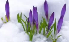 Весенние обострения болезней печени: как свести до минимума?