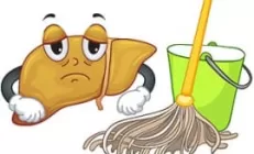 Мифы о чистке печени от токсинов