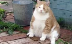 Сидячий образ жизни убивает печень