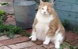 Сидячий образ жизни убивает печень