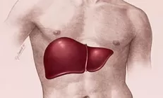 Гепатопротекторы в помощь печени – вместо двух, одна таблетка