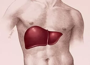 Гепатопротекторы в помощь печени – вместо двух, одна таблетка