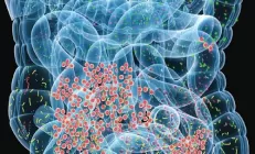 Учёные: Кишечные бактерии могут обеспечить здоровую старость