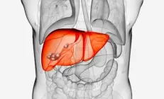 Могут ли таурин и чайные полифенолы справиться с жировой болезнью печени?