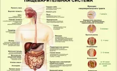Органы ЖКТ
