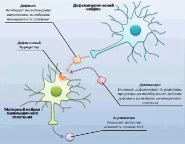 Прокинетики (Стимуляторы моторики ЖКТ)