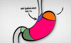 Из чего состоит желудок. Видеоролик от Topanatomy