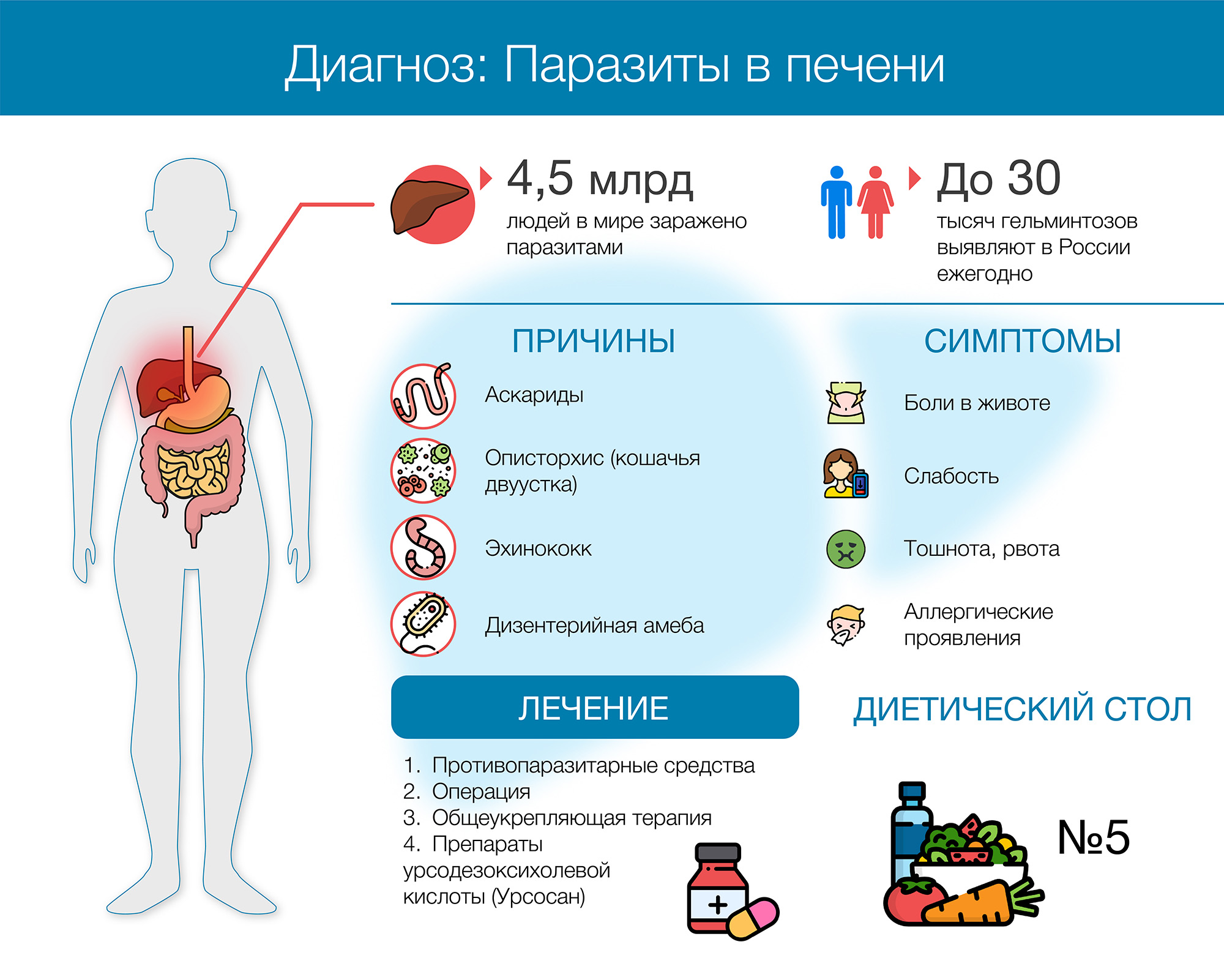 Гельминты в печени: симптомы, лечение и профилактика