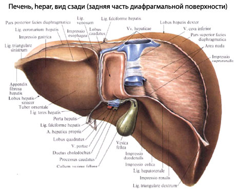 Доли печени с сосудами